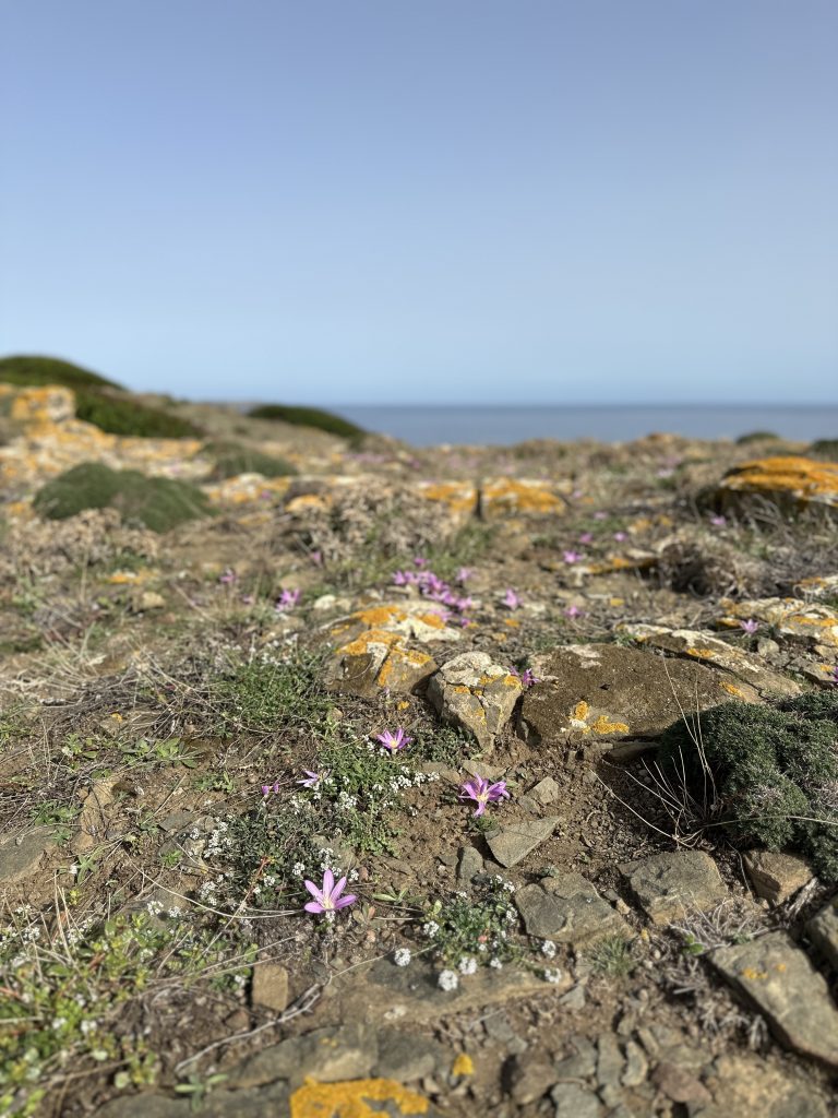 Vandring på Menorca - Camí de Cavalls